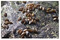 Moules zébrées, dans la Deûle canalisée (Nord de la France), à Lambersart