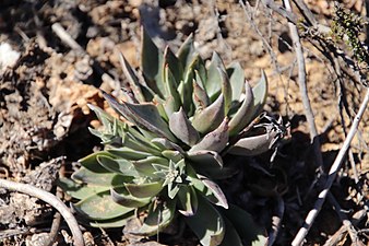 Dudleya lanceolata