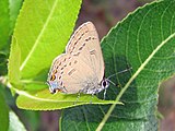 Adult, ventral view of wings.