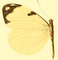 E. m. melite female