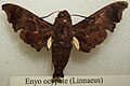 Enyo ocypete