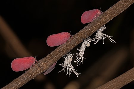 Flatidae bugs and nymphs, by Charlesjsharp