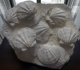 Redpath Museum Collection – fossilized scallops