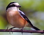 Masked shrike (male)