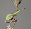 Fiore di Geranio malvaccino