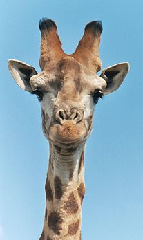 Une girafe (Giraffa camelopardalis). (définition réelle 788 × 1 322*)