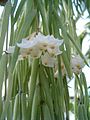 Hoya linearis, épiphyte.