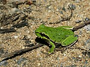 Hyla sarda (spotted)