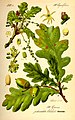 Image 42Buds, leaves, flowers and fruit of oak (Quercus robur) (from Tree)