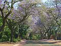 Pretoria, quartier de Waterkloof au temps des jacarandas en fleurs