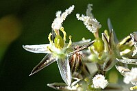 6 tepals (3 inner, 3 outer) of the rush Juncus squarrosus