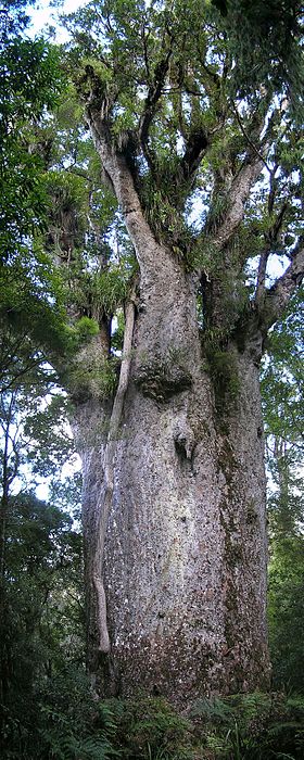 Agathis australis