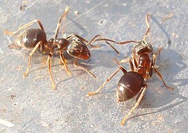 Lasius alienus