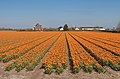 Lisse, field with yellow-red double tulips at the Zwartelaan