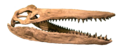 Reconstructed skull of Megacephalosaurus