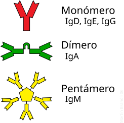Ejemplos de anticuerpos monoméricos y poliméricos.