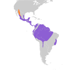 Distribución geográfica del copetón capirotado.