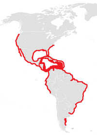 Range of T. maximus