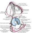 Os coxal, face latérale ; insertions musculaires