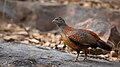 Hahn des Perlspornhuhns (Galloperdix lunulata)