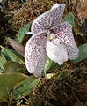 Paphiopedilum godefroyae