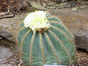 Parodia magnifica