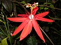 Rote Passionsblume (Passiflora coccinea)