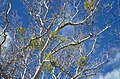 Colorado Desert mistletoe on host tree Platanus wrightii