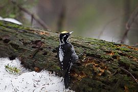 Männlicher Dreizehenspecht