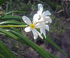 Description de l'image Plumeria alba2709449426.jpg.