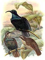 Paradise riflebird male and female