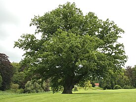 Quercus robur