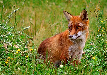 Kızıl tilki (Vulpes vulpes) (Üreten: Malene Thyssen)