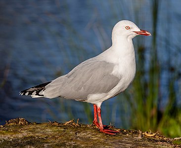 Red-billed gull, by Podzemnik