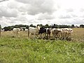 Paysage avec vaches.