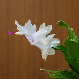 Flor-de-maio (Schlumbergera) originária das montanhas costeiras do sudeste do Brasil (definição 2 973 × 2 973)