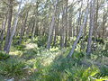 Pinar en la Sierra de Irta con palmitos en el sotobosque