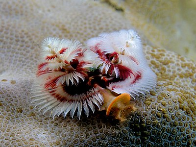 Spirobranchus giganteus, by Nick Hobgood