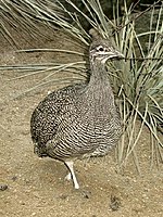 Elegant Crested Tinamou