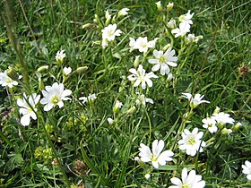 Stellaria holostea