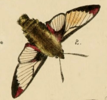 Colored illustration of a Hemaris aethra adult, hand-drawn on paper