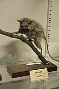 Gray tarsier