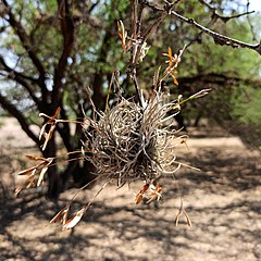 Description de l'image Tillandsia recurvata (Family Bromeliaceae).jpg.