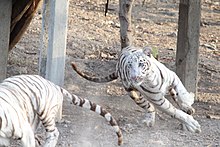 A tiger running in mid-stride