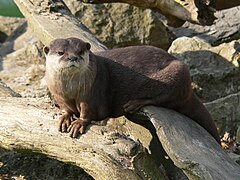 Small clawed otter