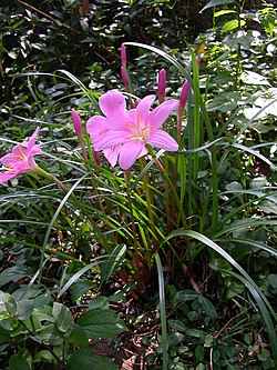 Zephyranthes carinata