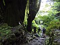 軍刀利神社の大カツラ 2023年6月