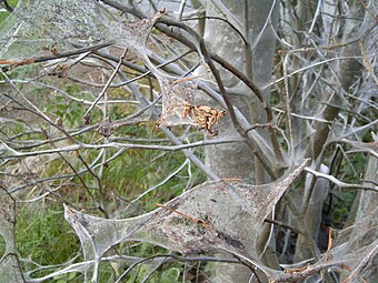 Damage done by the caterpillars