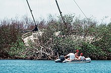 Sailors in an inflatable craft near a boat fully surrounded by vegetation