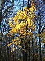 Acer floridanum, Jackson Co. Florida.